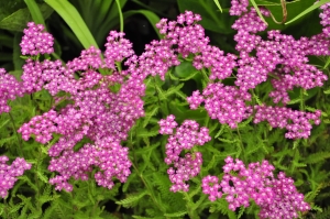 Krwawnik pospolity 'Dark Pink'