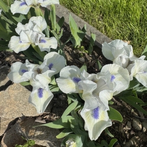 Irys niski biały z fioletową bródką