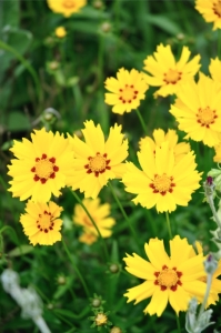 Nachyłek wielkokwiatowy 