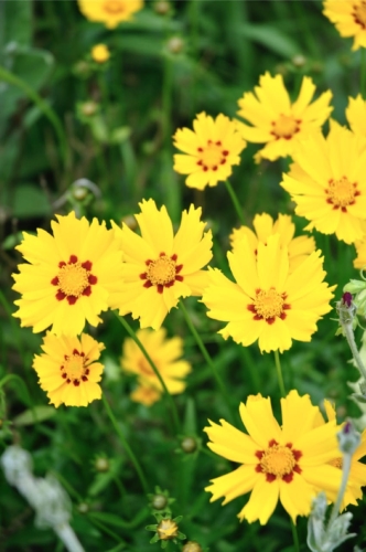 nachyłek wielkokwiatowy Duży.jpeg