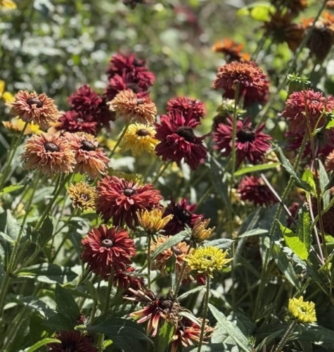 Rudbekia Sahara (mix kolorów)  Duży.jpeg