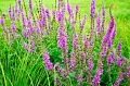 Fot. 43 s. 17, krwawnica pospolita, © kostrez -Fotolia.com Duży.jpeg