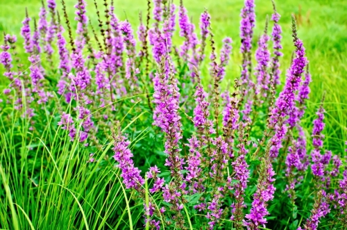 Fot. 43 s. 17, krwawnica pospolita, © kostrez -Fotolia.com Duży.jpeg