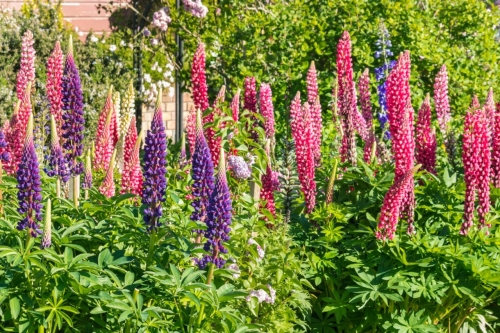 Lupinus,  Patrik Stedrak, AdobeStock_381518826 Duży.jpeg