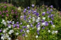 Dzwonek brzoskwiniolistny - AdobeStock_618239891.jpeg
