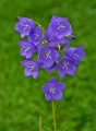 Dzwonek brzoskwiniolistny AdobeStock_444774899.jpeg