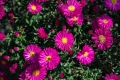 Aster Jenny_1044356335 Duży.jpeg