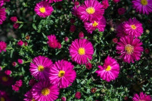 Aster krzaczasty 'Jenny'