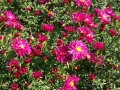 Aster dumosus JennyJPG