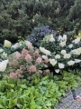 Hortensja Hydrangea Wims Red na rabacie.jpeg