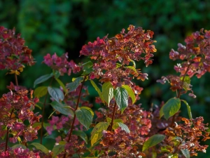 Hortensja bukietowa 'Wim's Red' 
