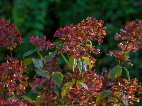 Hortensja Hydrangea Wims Red.jpeg