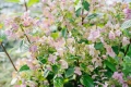 Hortensja Hydrangea Wims Red zaczyna kwitnienie wcześnie i szybko przebarwia się na bordowo.jpeg