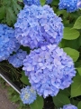 Hortensja Nikko Blue Hydrangea.jpeg