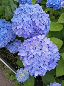 Hortensja Ogrodowa 'Nikko Blue'