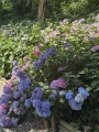 Hortensja Nikko BLue Hydrangea duża.jpeg