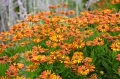Loysder wieck helenium_1693023211 Duży.jpeg