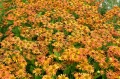 Loysder wieck helenium _1693025372 Duży.jpeg