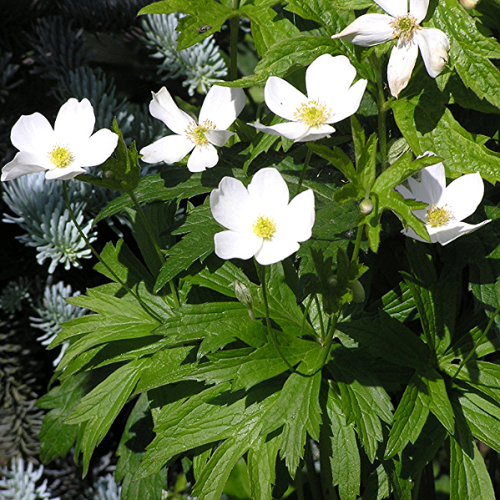 Zawilec kanadyjski dobrze zadarnia miejsca wśród drzew