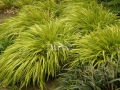 Hakonechloa smukła 'Aureola' jest doskonałą rośliną zadarniającą