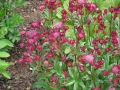 astrantia red button 00002 Duży.jpeg