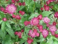 astrantia red button 00001 Duży.jpeg