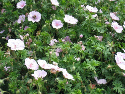 Geranium sanguineum var. striatum Duży.jpeg