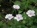 Geranium sanguineum 'Striatum' Duży.jpeg