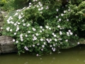 Geranium 'Striatum', Duży.jpeg
