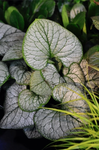 Brunnera, Brunnera 'Silver Heart' Duży.jpeg