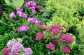 goździk brodaty, dianthus, jednoroczne (9) Duży.jpeg