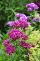 goździk brodaty, dianthus, jednoroczne (3) Duży.jpeg