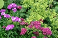 goździk brodaty, dianthus, jednoroczne (1) Duży.jpeg