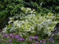 Deutzia gracilis 'Variegata' nn (1) Duży.jpeg