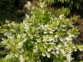Deutzia gracilis 'Variegata' (1) Duży.jpeg