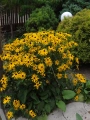 Fot. 13, s. 33, Rudbekia 'Goldsurm' Duży.jpeg
