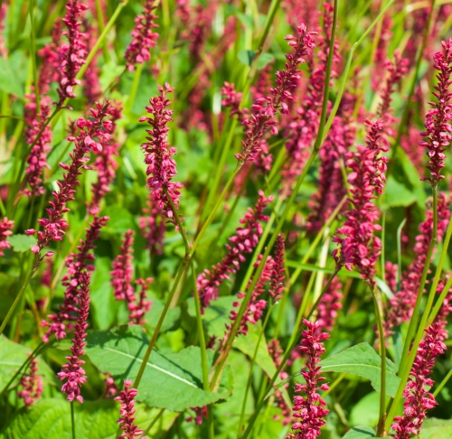 Rdest Ample Pink persicaria.jpeg