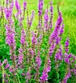 Fot. 43 s. 17, krwawnica pospolita, © kostrez -Fotolia.com Duży.jpeg