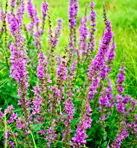 Fot. 43 s. 17, krwawnica pospolita, © kostrez -Fotolia.com Duży.jpeg