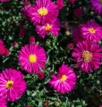 Aster Jenny_1044356335 Duży.jpeg