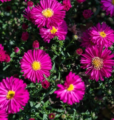 Aster Jenny_1044356335 Duży.jpeg
