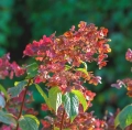 Hortensja Hydrangea Wims Red.jpeg