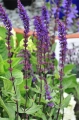 Salvia Caradonna (1) Duży.jpeg