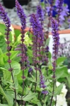 Salvia Caradonna (1) Duży.jpeg
