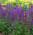 Salvia Caradonna AdobeStock_901751918 Duży.jpeg