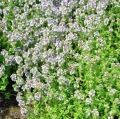 macierzanka cytrynowa, Thymus citridorus (2)-kopia Duży.jpeg
