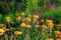 Alchemilla Terracota, AdobeStock_360446224 Duży.jpeg