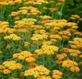 Alchemilla Terracota, AdobeStock_584068743 Duży.jpeg