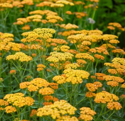 Alchemilla Terracota, AdobeStock_584068743 Duży.jpeg