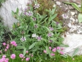 Aster montana 'Alba' (Chaber górski), Z Duży.jpeg